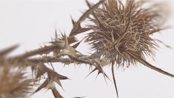 Milk thistle, a plant known for its effects on the liver Discover the most beneficial foods for liver health