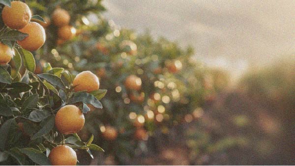 As a fruit, oranges provide vitamins and help you feel full Foods to prioritise for weight loss