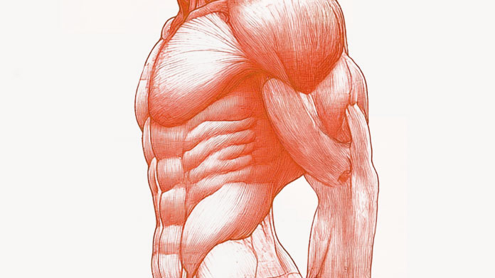 Muscular body The foods highest in protein