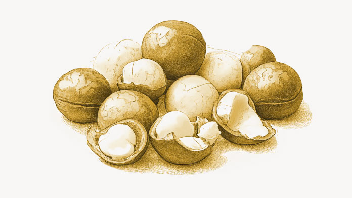 Macadamia nuts Foods with the highest vitamin B1 content