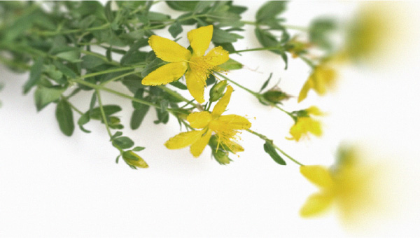 St John's Wort How can you improve emotional well-being naturally?