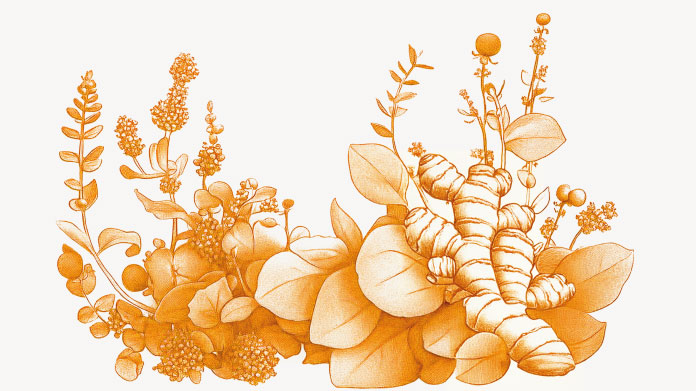 Antimicrobial plants Best natural antibiotics