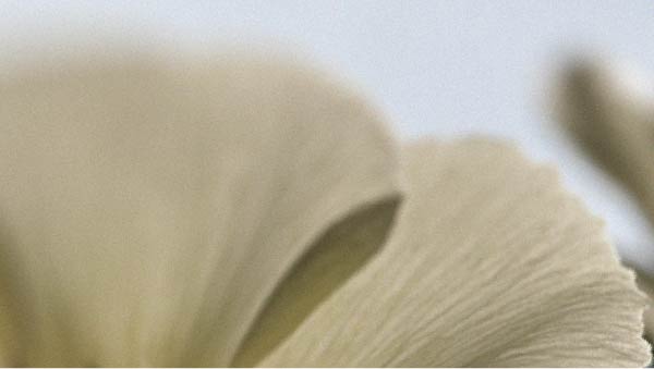 Flower petals Factors that can affect male vitality