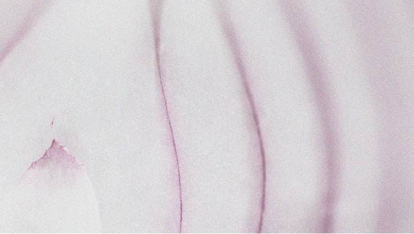 Onion is a natural source of quercetin Quercetin may be beneficial for the skin