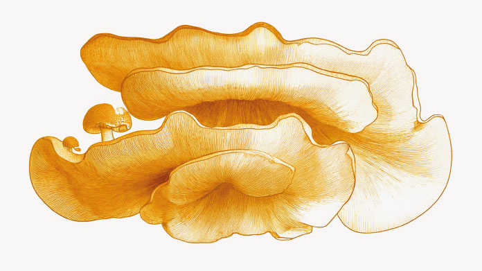 Detox mushroom Antrodia mushroom for the liver