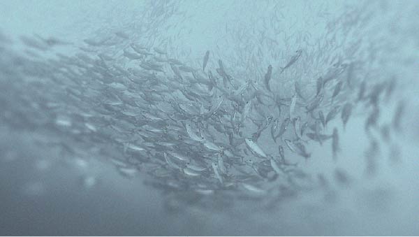 Fish skin is a source of collagen Discover all the ways collagen benefits the body