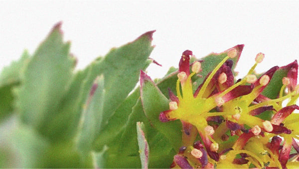 Rhodiola (Rhodiola rosea) flowers Tips for naturally reducing cortisol levels