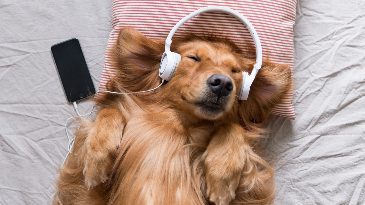 Bouchons d'oreille de sommeil sans fil Golden Sound - Sleep - Suppression  du bruit 