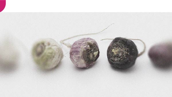 Peruvian maca New recommendations have emerged for treating erectile dysfunction