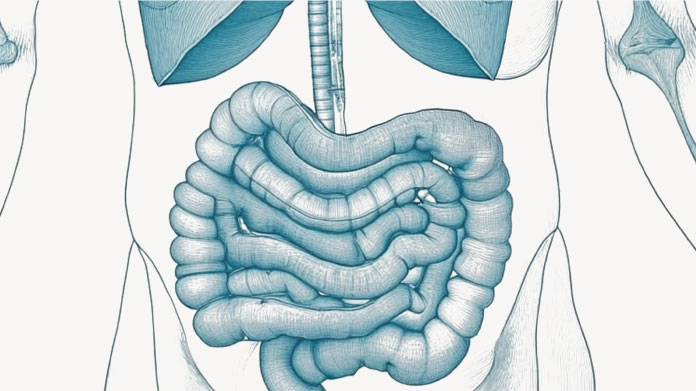 Digestive enzymes which break down food