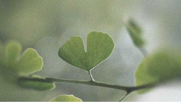 Leaves of the Ginkgo biloba tree Prebiotics and their potential relationship with cognition