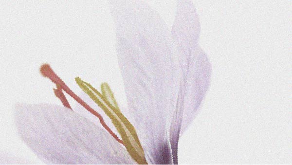 Saffron flower A randomised trial studies the relationship between saffron and emotional wellbeing