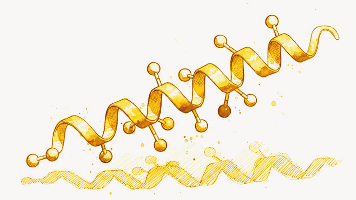GLP-1 molecule GLP-1 could help combat fatty liver