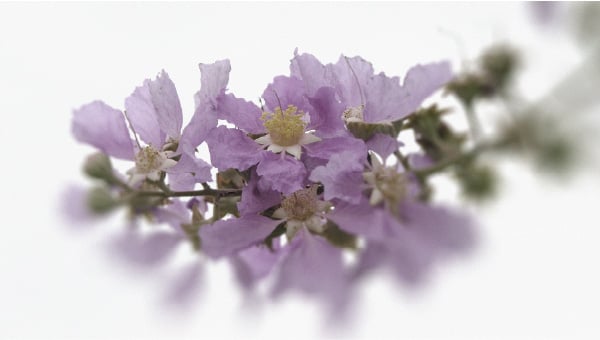 Banaba (Lagerstroemia speciosa) Habits to help maintain stable blood sugar levels