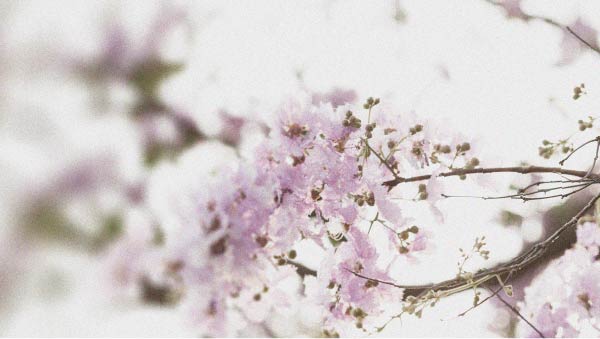 Banaba (Lagerstroemia speciosa) Hyperglycaemia and how to reduce it