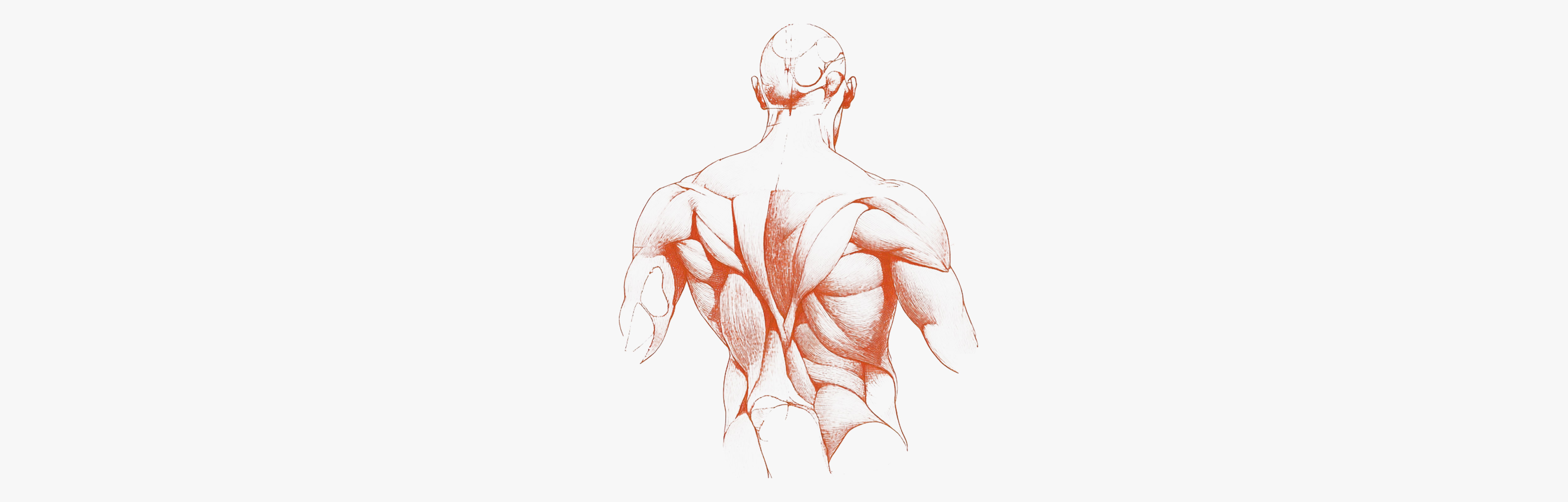 Muscle hypertrophy