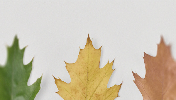Ageing represented by leaves How does inflammaging affect the ageing of the heart?
