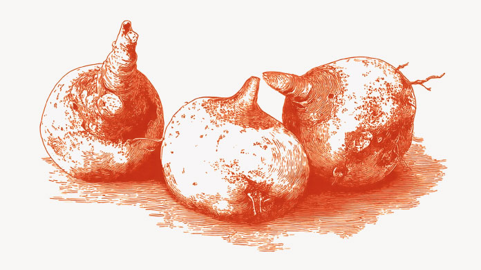 Konjac roots Discover the benefits of konjac