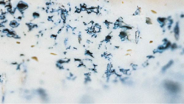 Blue cheese, a source of Lactobacillus casei In which foods is Lactobacillus casei found