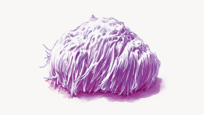 Lion’s mane mushroom The potential benefits of lion’s mane