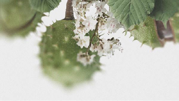 Horse Chestnut The potential benefits of horse chestnut for circulation