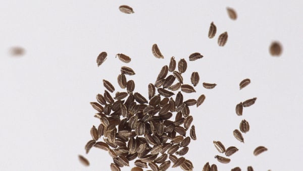 Fennel seeds Some probiotic strains could help women cope with the menopause