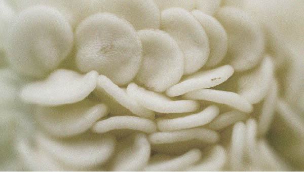 Brewer’s yeast Diet plays an important role in hair health