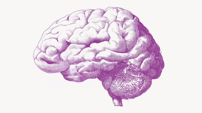 Brain memory centre Studies and ingredients for memory