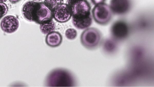 Abstract microscopic representation of the gut microbiome The link between menopause and digestive comfort