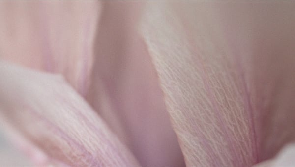 Hibiscus flower How can GLP-1 help with weight loss?