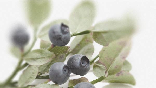 Blueberries The potential benefits of blueberries for eye health