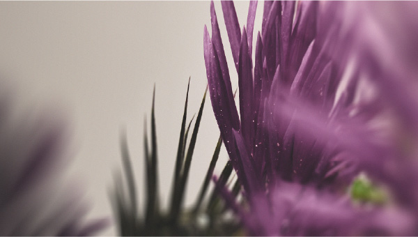 Milk thistle, known for its hepatoprotective properties Detoxify or support liver function?