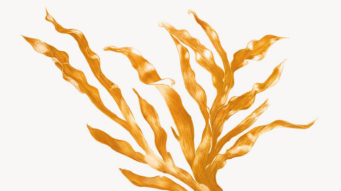 Cyanobacterium spirulina Uses of phycocyanin, spirulina’s natural pigment