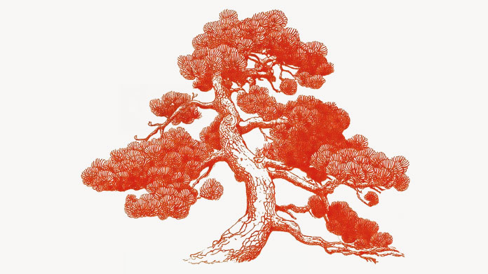 Maritime pine Maritime pine anti-cellulite