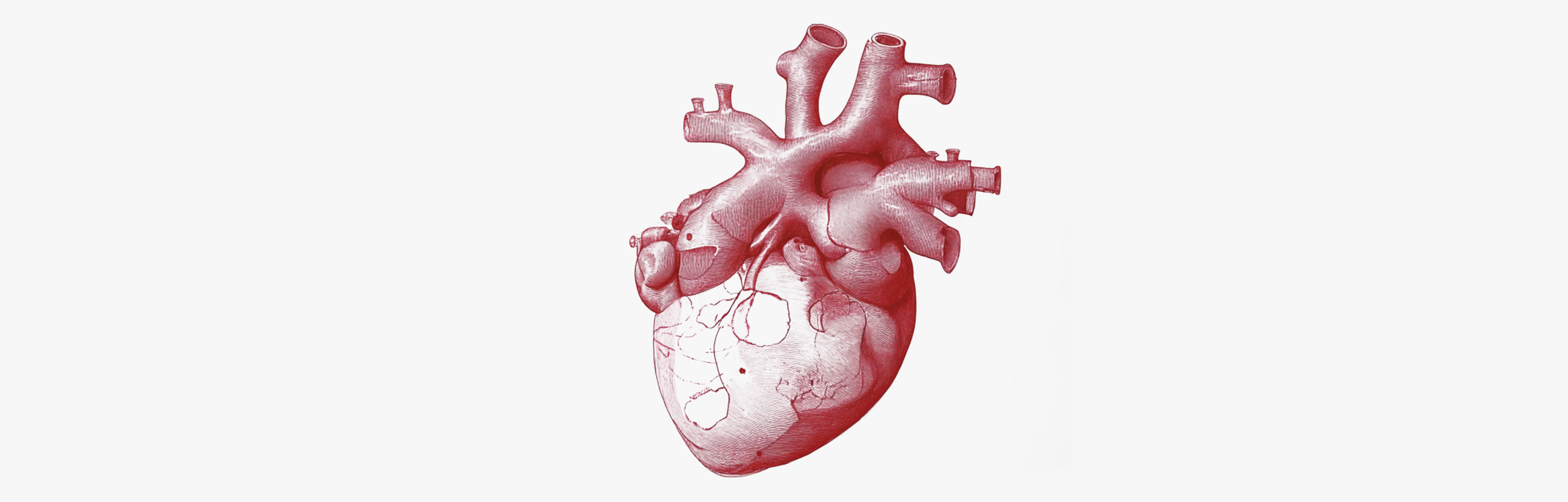 Pflanzen gegen Cholesterin