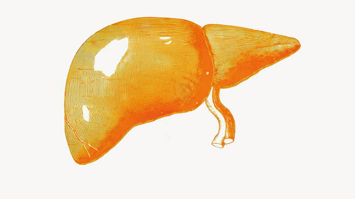 Human liver The possible benefits of polyphenols for the liver