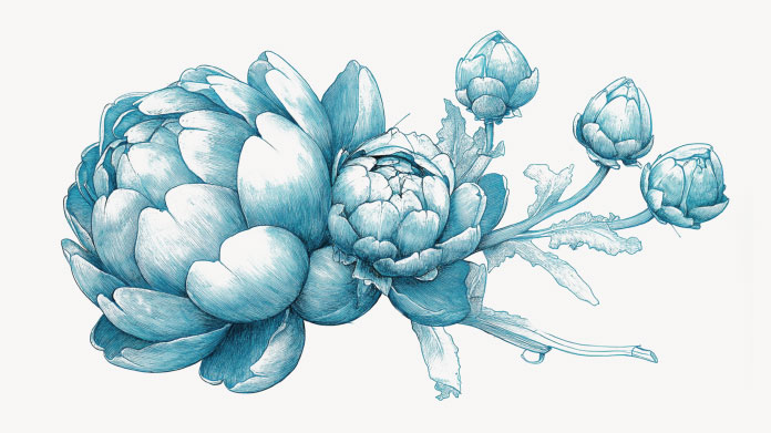 Artichoke There are different types of prebiotics