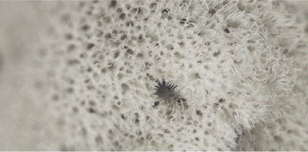 Probiotic strain The specific effectiveness of spore-forming probiotics