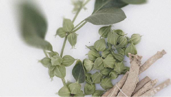 Withania somnifera Ashwagandha may have different effects depending on when it is taken