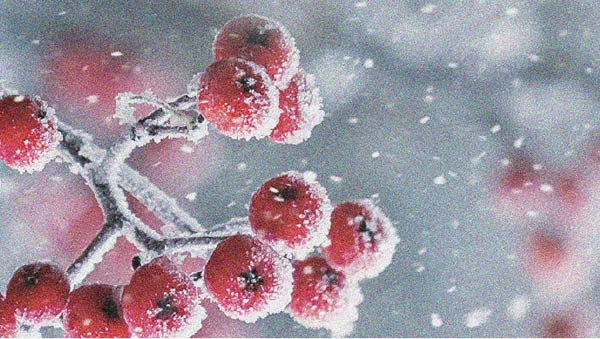 Red berries, natural antioxidants Better eating habits can help reduce LDL levels