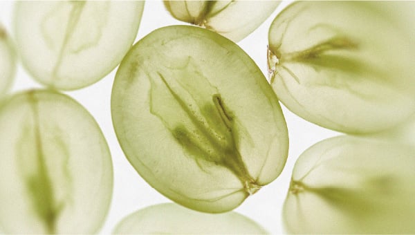 Grapes are very common in Mediterranean countries The diet that could support cognitive function
