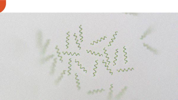 Spirulina Arthrospira platensis Spirulina may help with weight loss