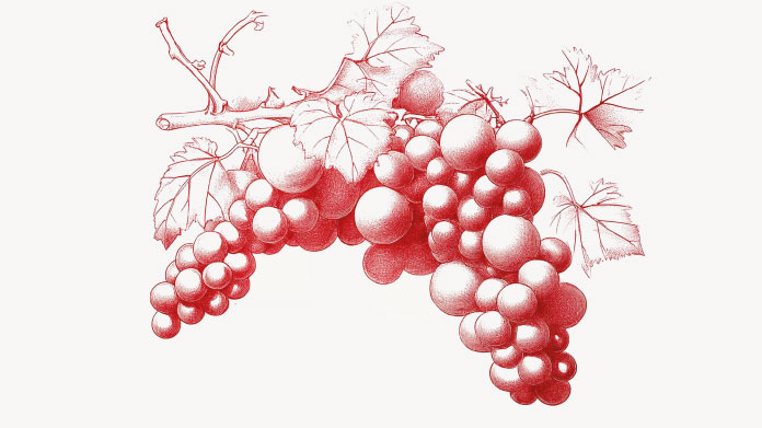 Red vine All you need to know about red vine