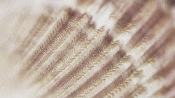 Microscopic view of hair strands Vitamin B12 has many benefits; among them, it may contribute to hair health