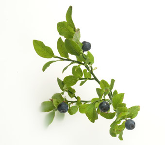 Branch of bilberries